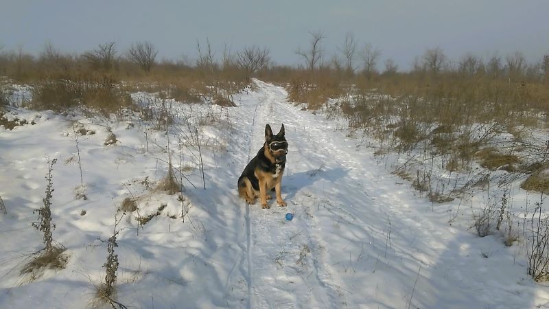 Метель, овчарка и пир для ворон