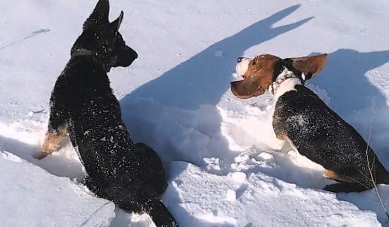 Снег без солнца - день чудесный