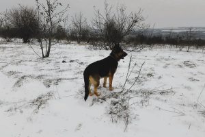 Снег без солнуа - день чудесный