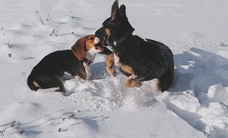 Снег без солнца - день чудесный