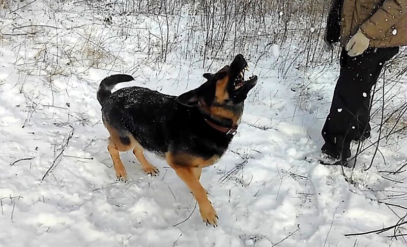 Снег без солнца = день чудесный