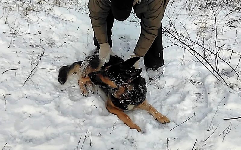 Снег без солнца - день чудесный