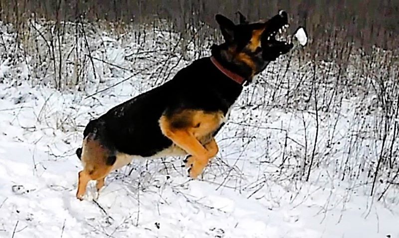 Мороз без солнца - день чудесный