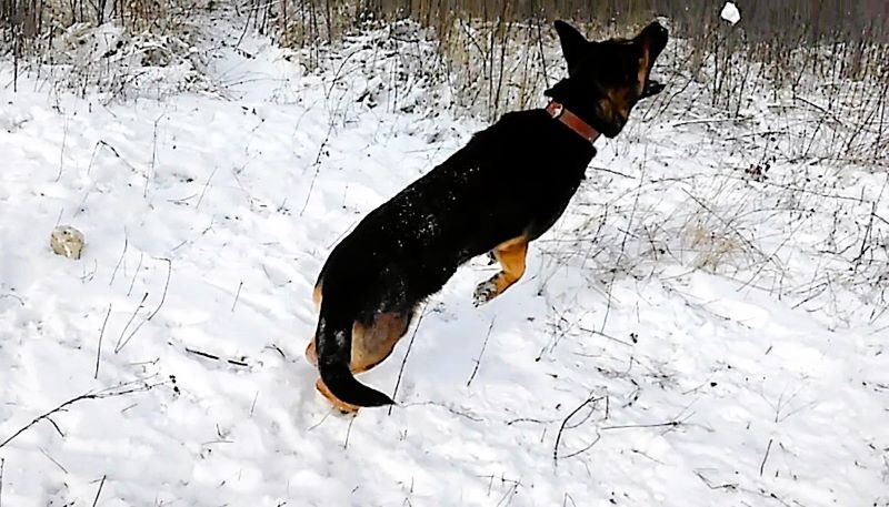 Снег без солнца - день чудесный