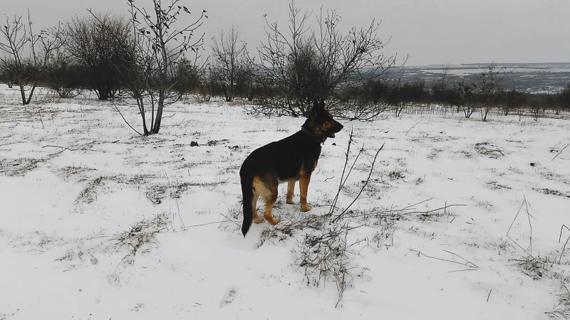 Снег без солнуа - день чудесный