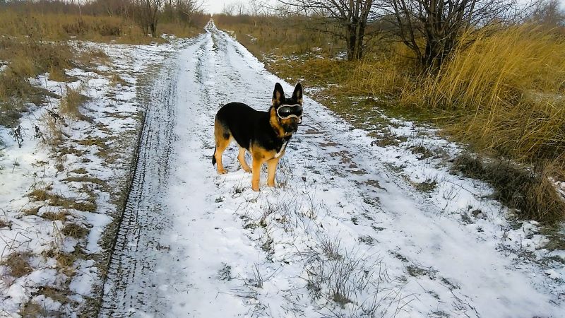 Устроила нам Кейси Новый год