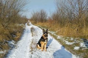 Устроила нам Кейси Новый год