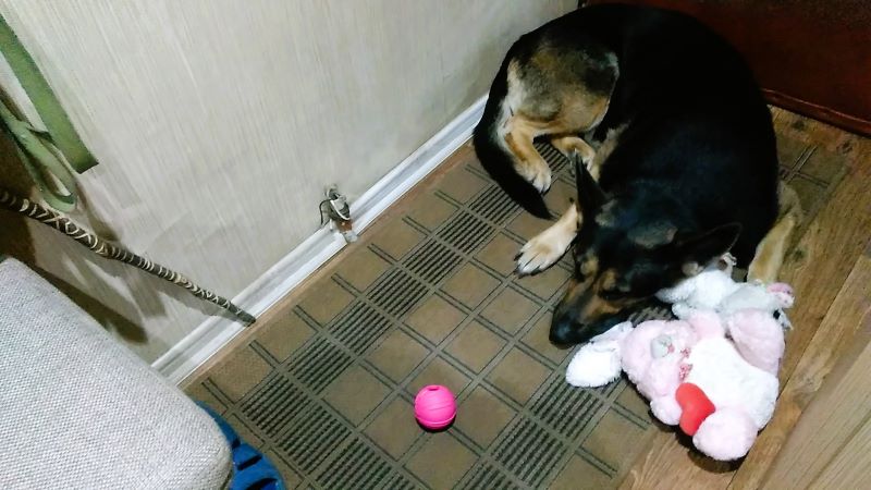 Устроила нам Кейси Новый год