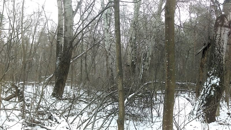 Зимний лесопарк и большая свобода для Кейси