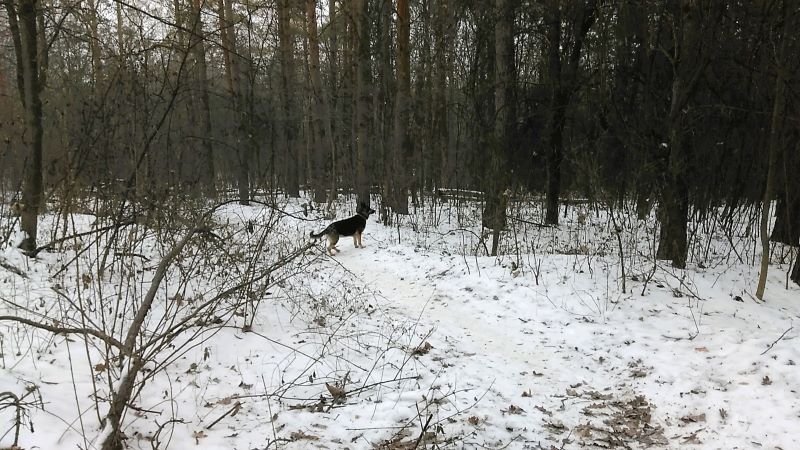 Зимний лесопарк и большая свобода для Кейси