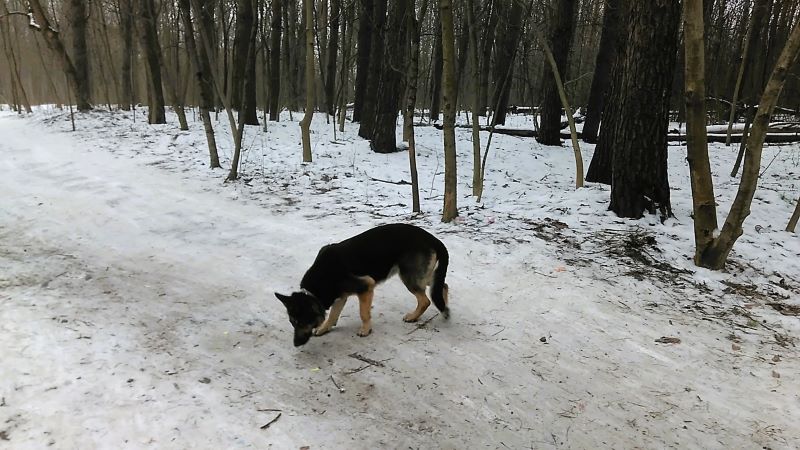 Зимний лесопарк и большая свобода для Кейси