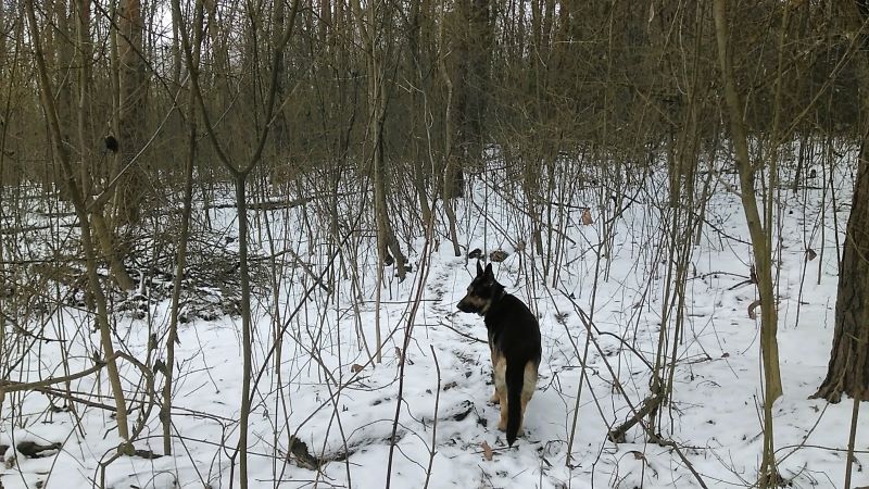 Зимний лесопарк и большая свобода для Кейси