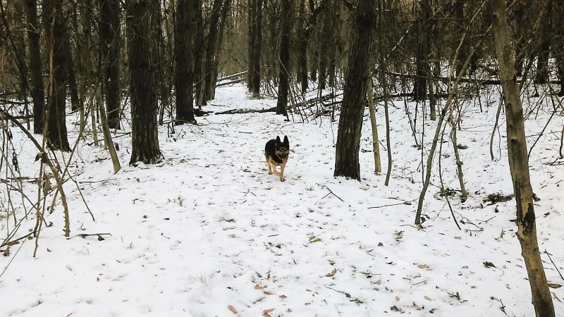 Зимний лесопарк и большая свобода для Кейси