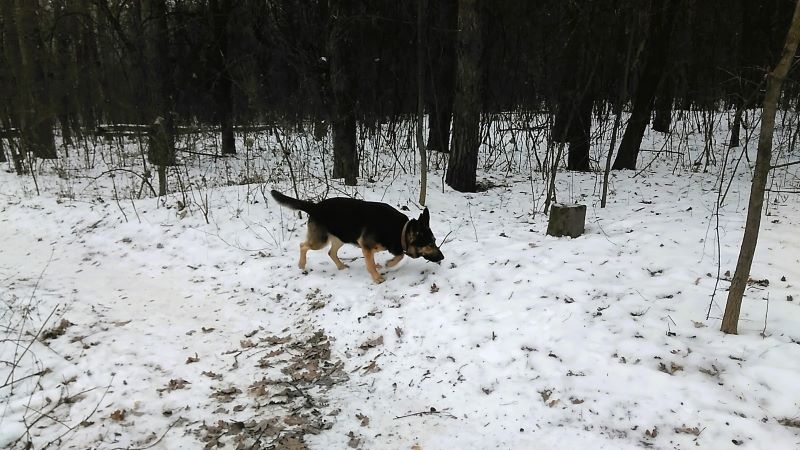 Зимний лесопарк и большая свобода для Кейси