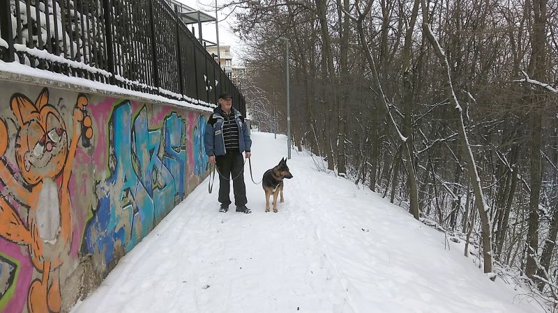 Кейси в царстве снежного леса