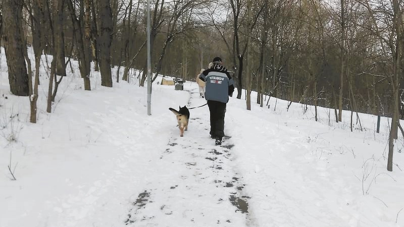Кейси в царсве снежного леса