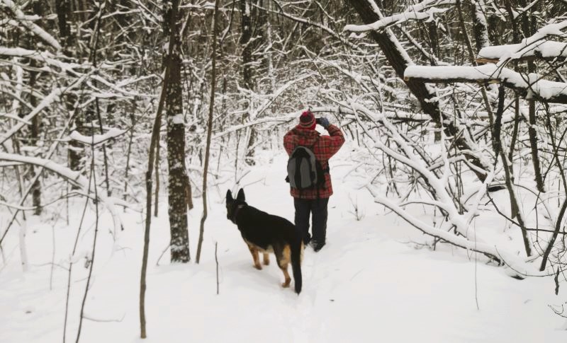 Кейси в царстве снежного леса