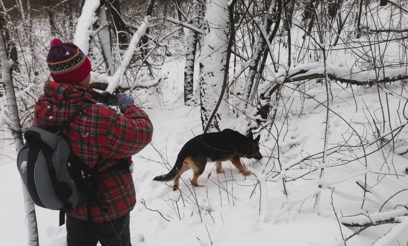 Кейси в царстве снежного леса
