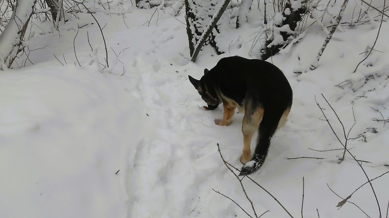 Кейси в царстве снежного леса