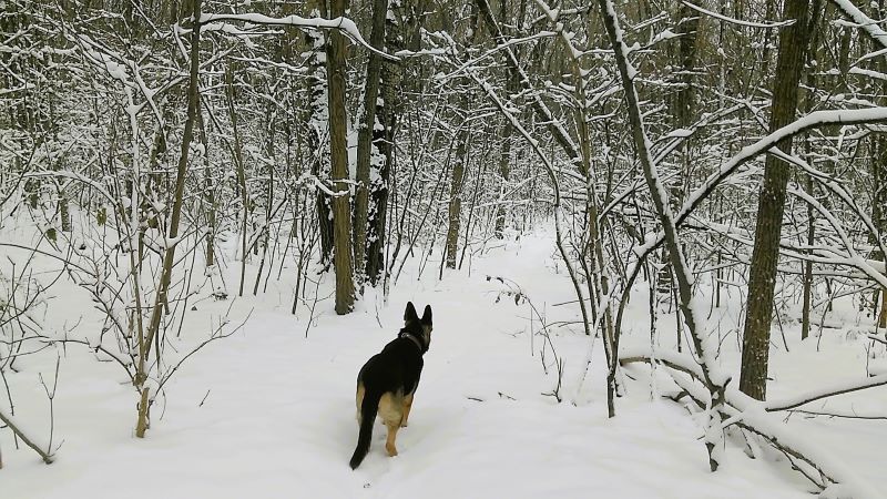 Кейси в царстве снежного леса