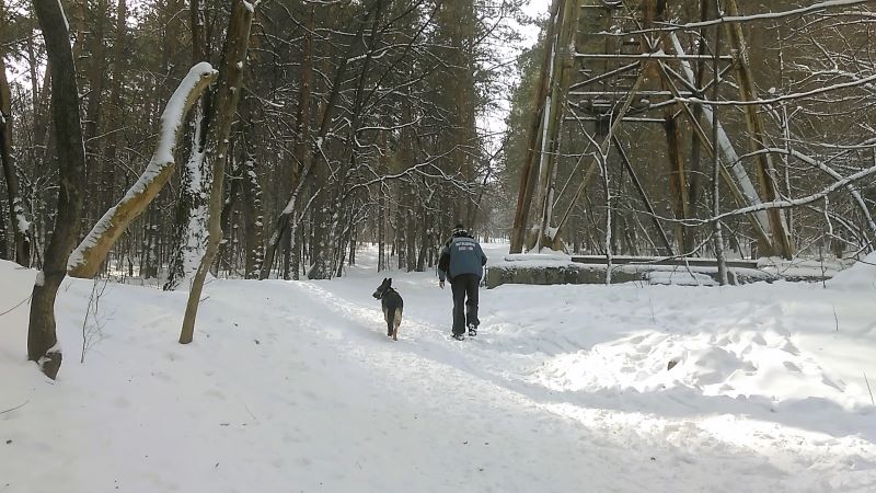 Кейси в царстве снежного леса