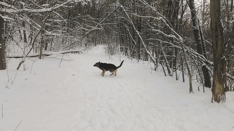 Кейси в царстве снежного леса