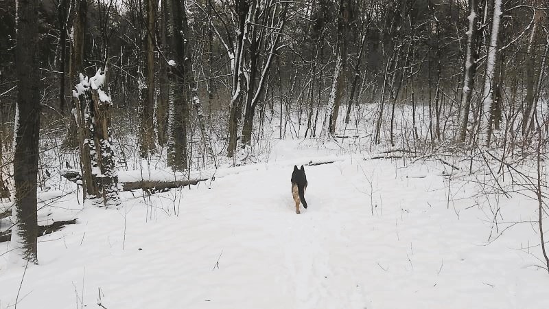 Кейси в царстве снежного леса