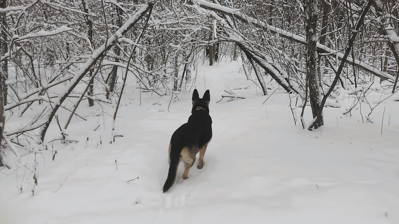 Кейси в царстве снежного леса