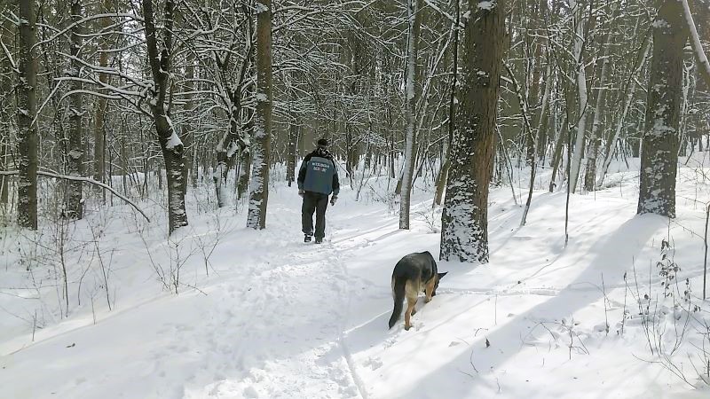 Кейси в царстве снежного леса