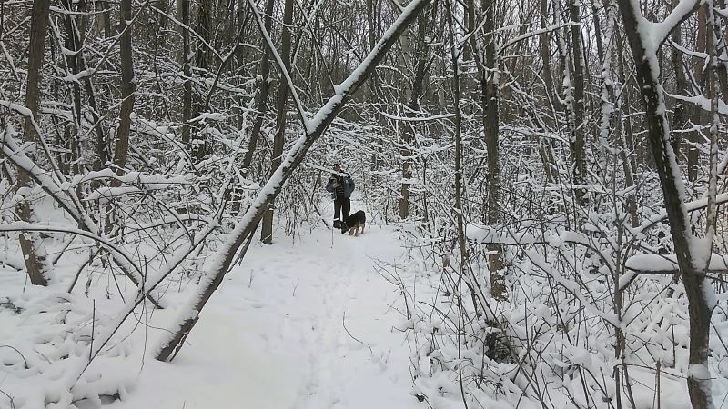 Кейси в царстве снежного леса