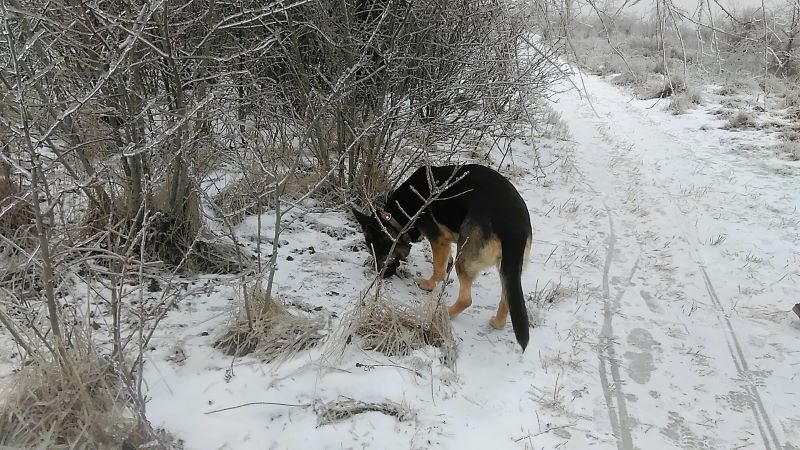 Ледяной мир-2: возвращение Кейси