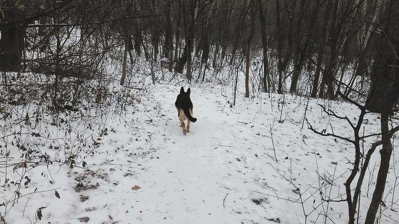 Второй раз в лесопарк: прогулка по-хозяйски