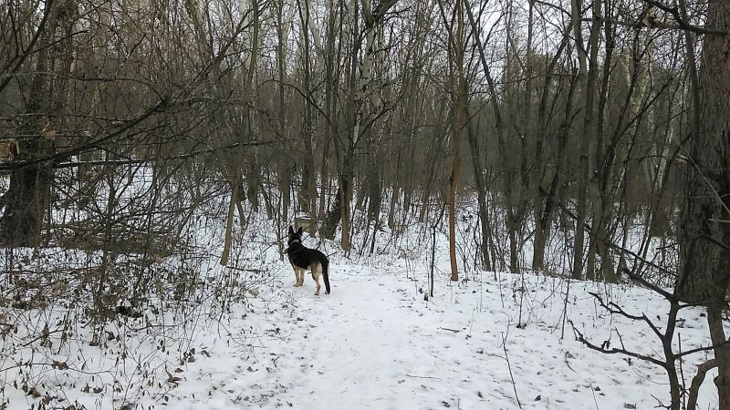 Второй раз в лесопарк: прогулка по-хозяйски