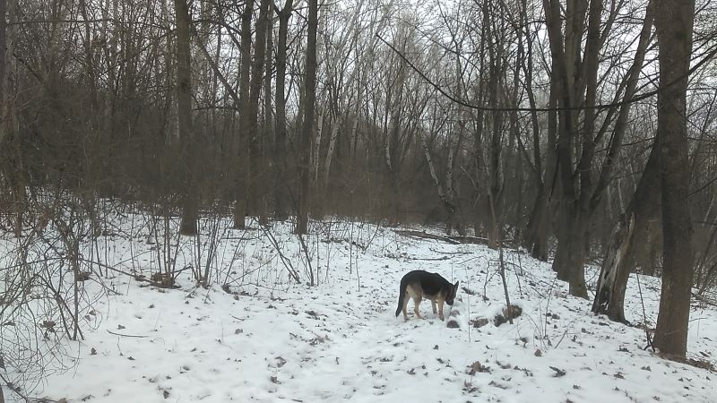 Второй раз в лесопарк: прогулка по-хозяйски