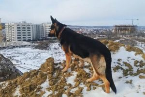 Эверест для Кейси