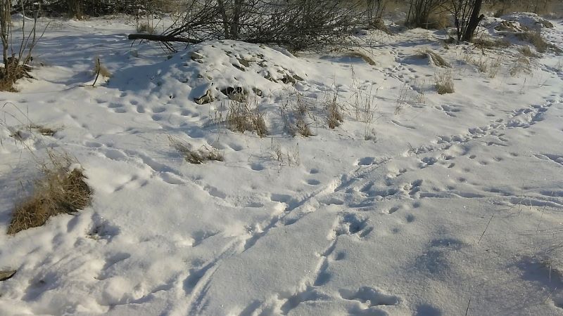 Эверест для Кейси