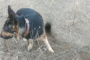 Где живут лисы