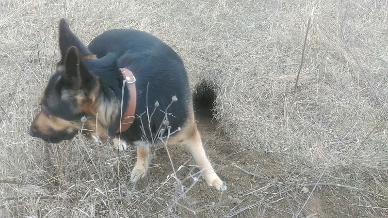 Где живут лисы