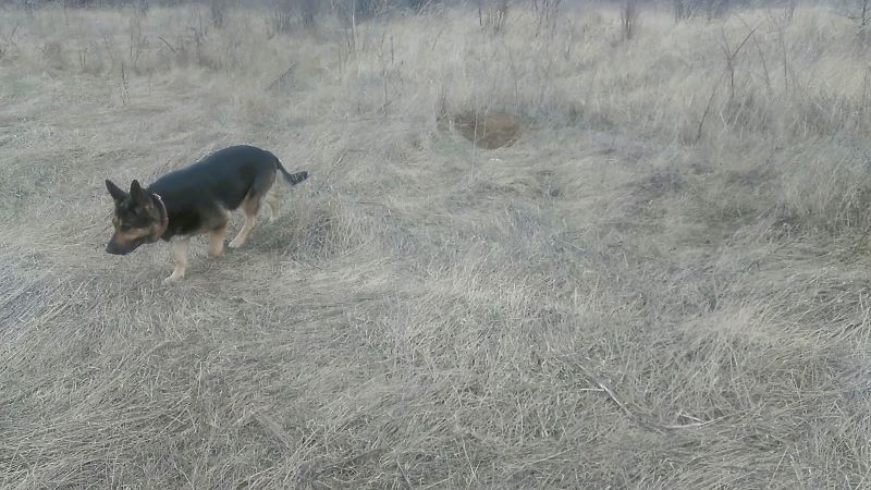 Где живут лисы