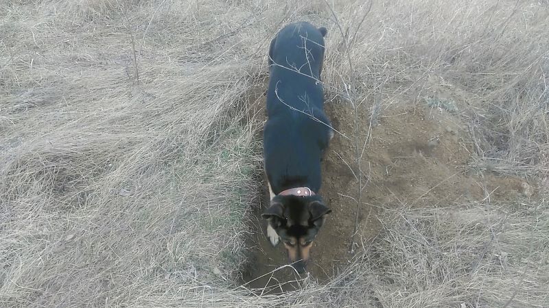 Где живут лисы