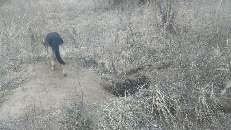 Где живут лисы