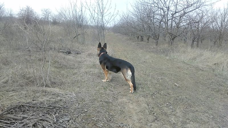 Где живут лисы