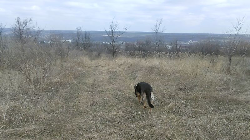 Где живут лисы