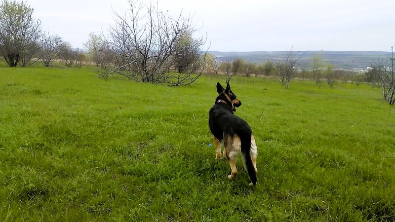 Праздник для Кейси