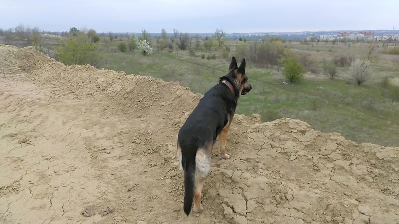 Праздник для Кейси