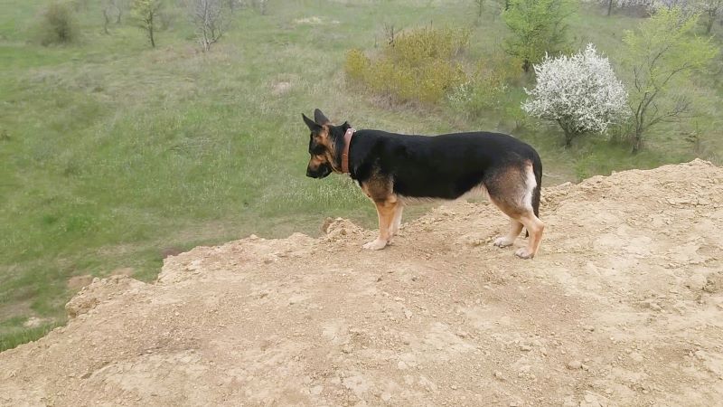 Праздник для Кейси