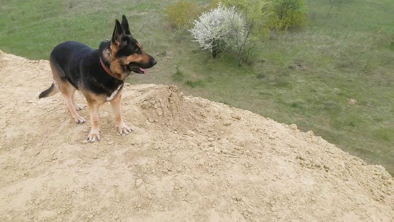 Праздник для Кейси