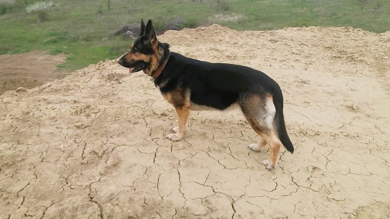 Праздник для Кейси