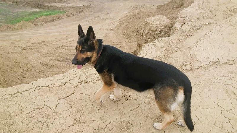 Праздник для Кейси