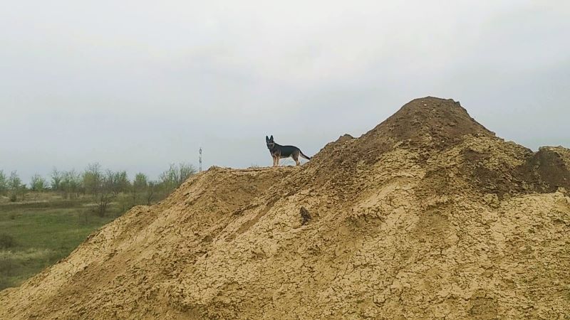 Праздник для Кейси